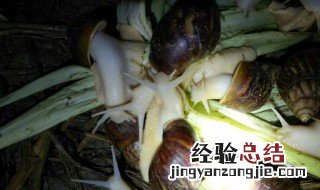 养殖白玉蜗牛不怎么进食怎么办 养殖白玉蜗牛不怎么进食怎么办呀