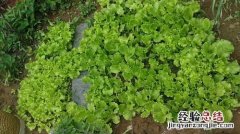 这个季节适合种什么菜