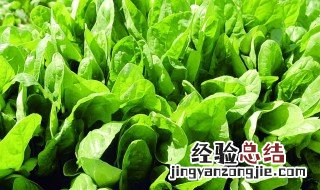 种植菠菜的方法 如何种植菠菜的