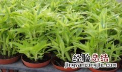 金点竹植物养殖方法 金竹种植技术