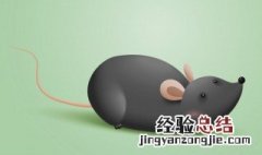 一个死老鼠多久才烂完 一个死老鼠烂完的时间