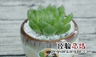 玉露怎么养饱透才长得好呢 玉露怎么养饱透才长得好