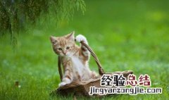 女人梦见猫钻肚子什么预兆 女人梦见猫钻肚子是什么意思