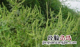 豚草是什么植物 豚草图片