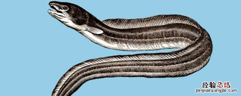 电鳗是什么意思