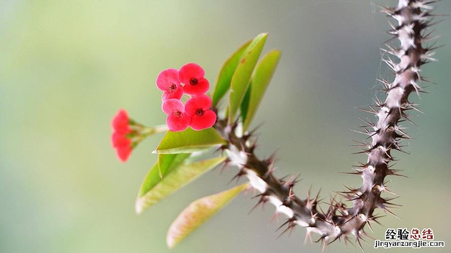 刺梅花怎么养