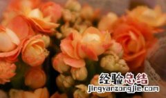 春天长寿花修剪后怎么养护