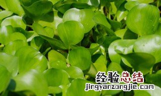 水葫芦花怎么养 水葫芦花怎么养才能开花