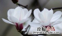 夫妻花的扦插方法 夫妻花繁殖方法