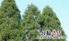 柳杉种植技巧 柳杉怎么种植