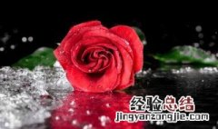 玫瑰花杆种植方法 插杆玫瑰花盆栽怎么养