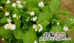 茉莉花怎么养才茂盛 茉莉花怎样养才能茂盛