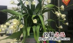 小叶昙花怎么养 小叶昙花怎么养殖