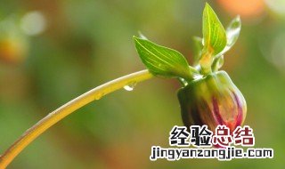 花蕾是由什么和什么构成的 花蕾简单介绍