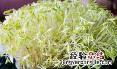 绿豆芽催芽技巧 绿豆芽催芽技巧视频