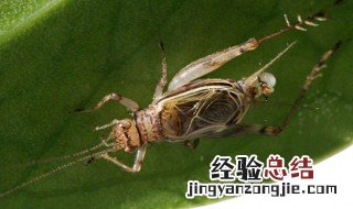 金铃子是什么昆虫是什么动物 金铃子是什么昆虫
