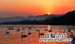 三门峡天鹅湖最佳观赏时间是什么时候 三门峡天鹅湖有多少天鹅