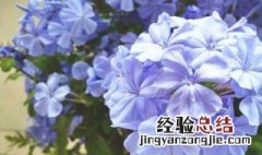 蓝雪花养殖方法 如何养殖蓝雪花