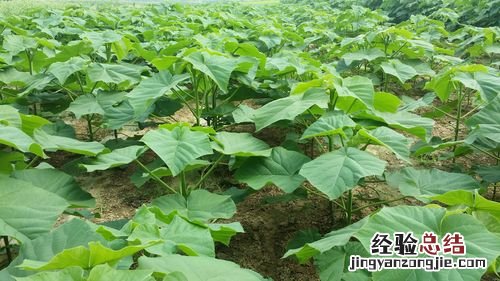 泡桐是什么植物，如何繁殖