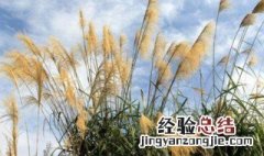 芦苇花怎么保存 芦苇花的保存方法