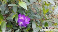 栀子花小苗怎么养，定植后怎么养护