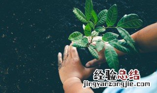 移栽的树叶子全枯了 移栽的树都枯了怎么办