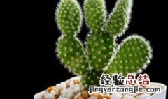 仙人掌类的植物怎么养 仙人掌类的植物怎么养护