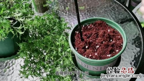 不用扦插播种，这6种花自己就那个挤爆盆