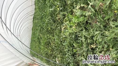 吃剩的“果皮”不要扔,用来当花肥,花开的一茬接一茬!