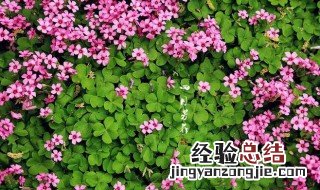 炸酱草怎么养护和种植 炸酱草怎么养护和种植视频