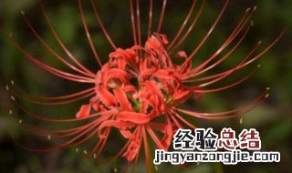 彼岸花生长在什么地方啊 彼岸花生长在什么地方啊图片