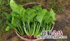 鲜菠菜怎样保存 菠菜保鲜储存方法