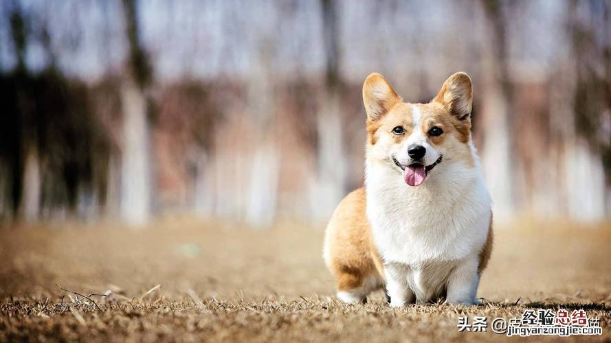柯基为什么要断尾