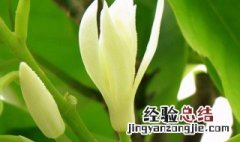 白兰花室内怎么养 白兰花室内怎么养护