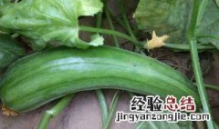 菜瓜有几种 菜瓜介绍