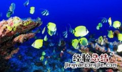 海底珊瑚色彩斑斓是因为 海底珊瑚色彩斑斓的原因