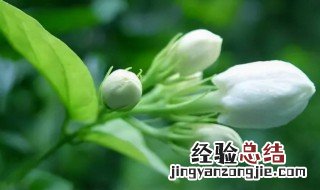 冬天养茉莉花的注意事项 冬天怎么养茉莉才长得好