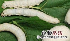 蚕宝宝破茧后怎么处理 蚕宝宝破茧后如何处理