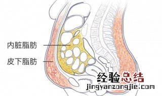 皮下脂肪怎么减掉吃什么 皮下脂肪怎么减掉