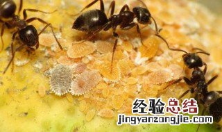 灭蚂蚁最有效的方法 如何消灭蚂蚁