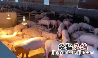 养猪场保暖怎么做最有效 养猪场保暖怎么做最有效的