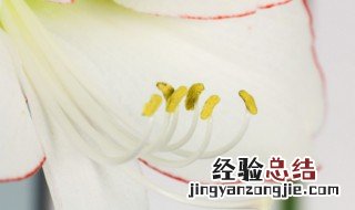 朱顶红要怎么养殖 朱顶红要怎么养殖才能开花