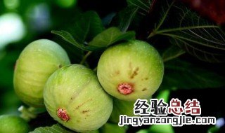 无花果树怎么种植方法 无花果树如何种植