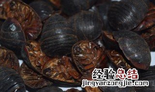 土鳖虫怎么吃效果最好 土鳖虫怎么吃效果最好吃多少量