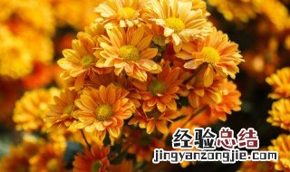 干菊花里面的小黑虫怎么去掉 干菊花里面的小黑虫去掉的方法