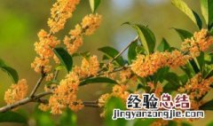 四季桂花适合在家里养吗 桂花适合在家里养吗