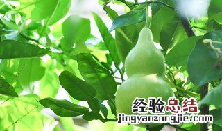 干葫芦籽怎么种植方法 干葫芦籽的种植方法