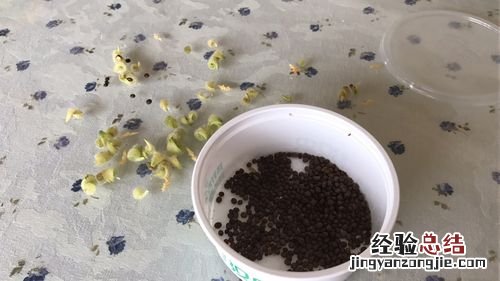 茶花凤仙花种子怎么种