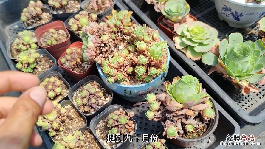 山地玫瑰休眠期能服盆吗?