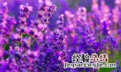 冬天不枯萎的花草 花草在冬天为什么会枯萎